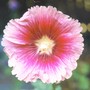 Hollyhock