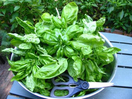 Basil harvest (Ocimum Basilicum Genovese)