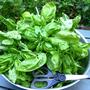 Ocimum basilicum