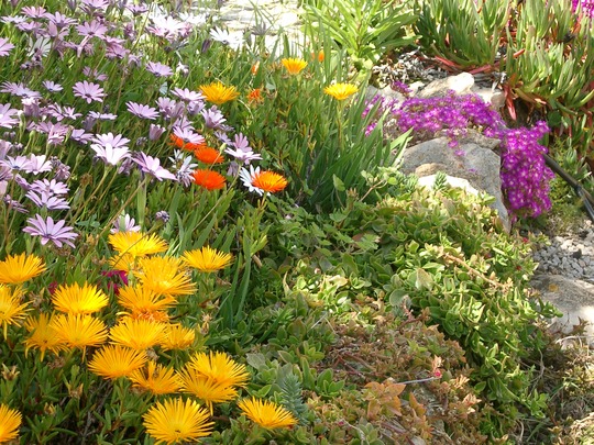 Orange lampranthus (Lampranthus spectabilis (Trailing Ice Plant))