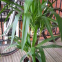 Yucca