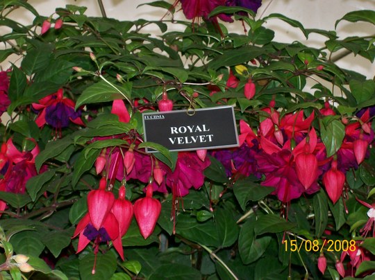 The Shrewsbury Flower Show