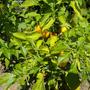 Hot Peppers