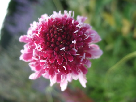 Scabious 'Burgundy Bonnet' (Scabiosa atropurpurea (Pincushion flower))