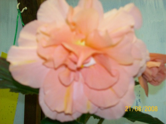 John_Smith.Begonia