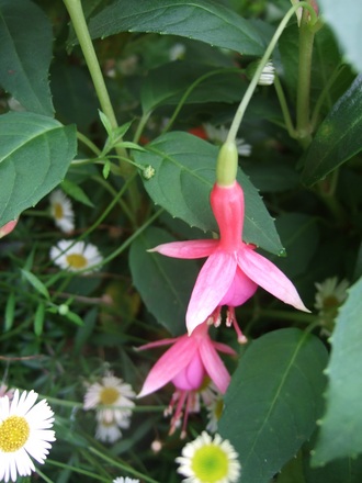 Fuchsia 'Dorothy Brown' (Fuchsia magellanica (Hardy fuchsia))