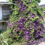 Clematis