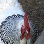 Lynnechicken__14_