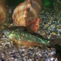 Bronze Corydora