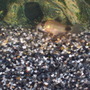 Panda Corydora