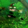 Guppies and Black Mollies