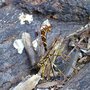 In the wood pile