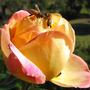Bees