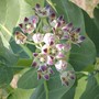 Calotropis procera (Calotropis procera)