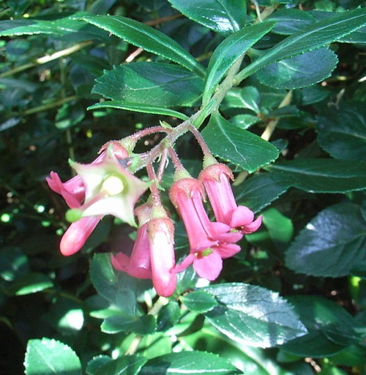 Escallonia (Escallonia)