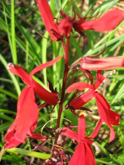 Lobelia Queen Victoria (Lobelia cardinalis)