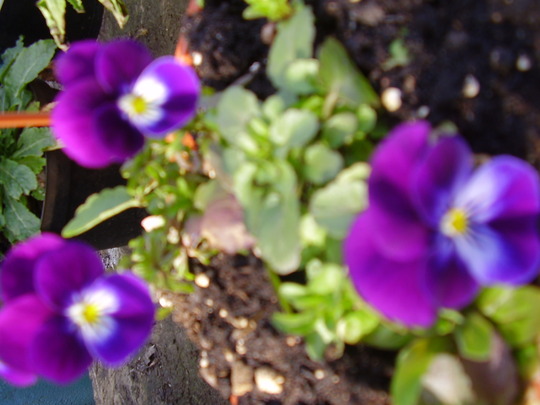 Pansies