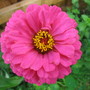 Zinnia elegans