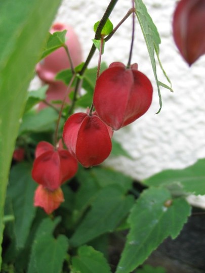 Abutilon Megapotaicum (Abutilon Megapotamicum)