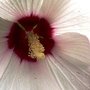 Close up of my hibiscus flower. (Hibiscus moscheutos (Giant Mallow Marvels))