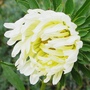 White annual aster just opening in the blue border in front.garden. (Callestephus chinesis)