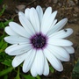 White Ostespermum in the blue border in front garden. (Osteospermum)