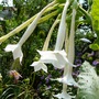 Nicotiana sylvestris