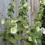 Hollyhocks
