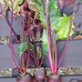 First baby Beetroot