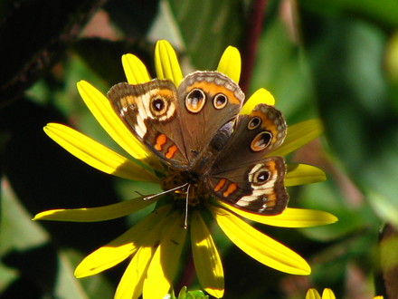 Buckeye butterfly