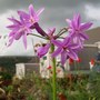 Tulbaghia