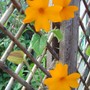 Thunbergia