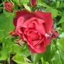 Rose 'Hot Chocolate'