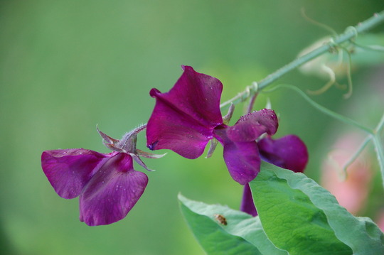 SweetPea (Lathyrus odoratus (Old-Fashioned Sweet Pea))