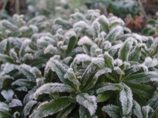 Frosted_Calceolaria.jpg