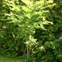 Robinia