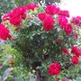 Standard Rose