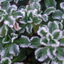 Frosted_erigerons