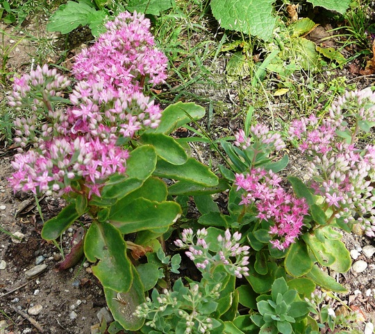 Sedum Spectabilis (Stonecrop) just coming into flower. (Sedum spectabile (Ice plant))