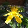 Hypericum Polyphyllum