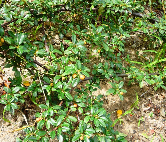 Cotoneaster at side of house. (Cotoneaster horizontalis (Cotoneaster))
