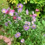 Aster group. (Callestephus chinesis)