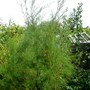 Tamarix