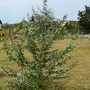Salix eleagnos