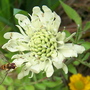 Hover Fly on Scabiosa