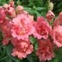 Antirrhinums. (Antirrhinum majus)