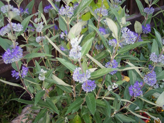100_9509.jpg (Caryopteris x clandonensis 'Dark Knight' (Caryopteris))