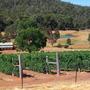 Vineyard