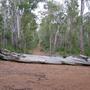 Forest track