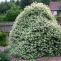 Dscf4593